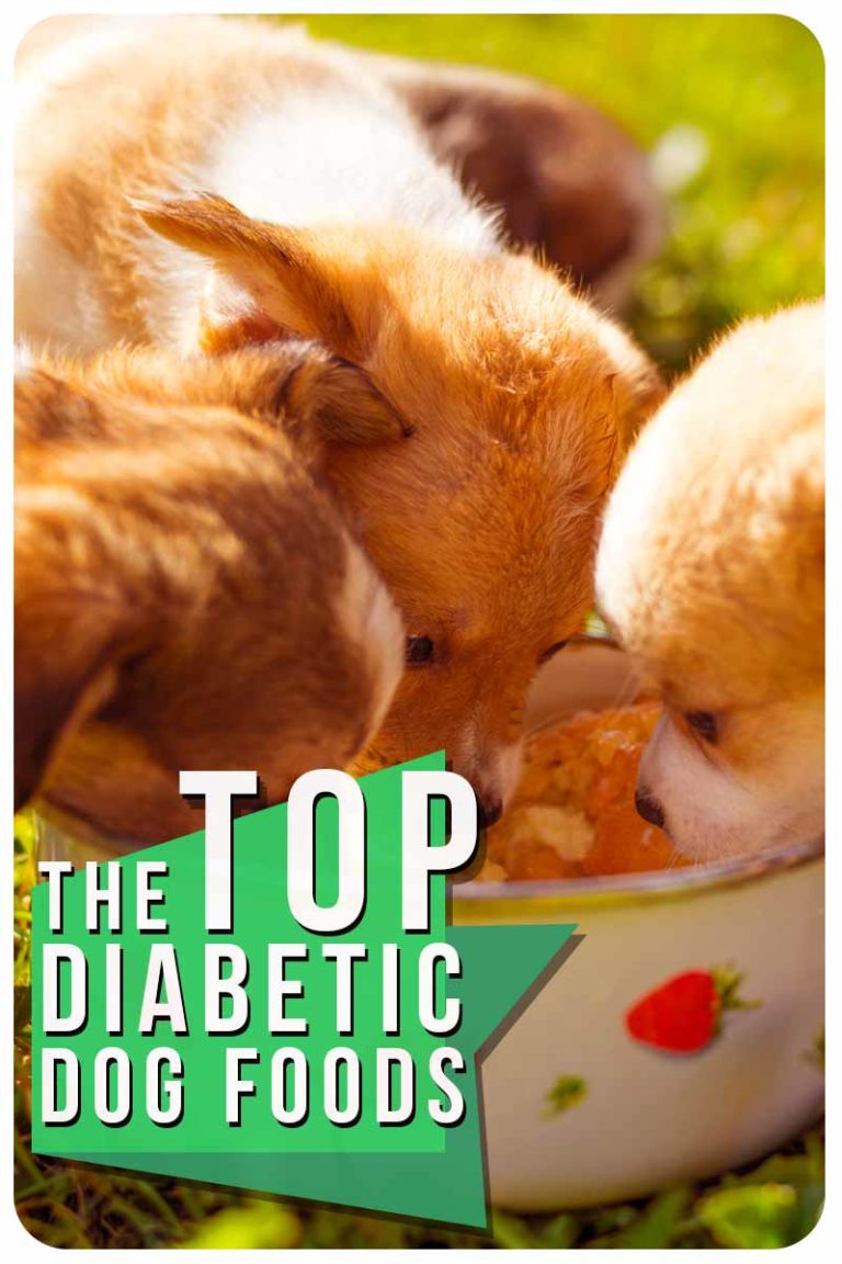 Diabetic Dog Food What’s the Best Choice for Your Pet?