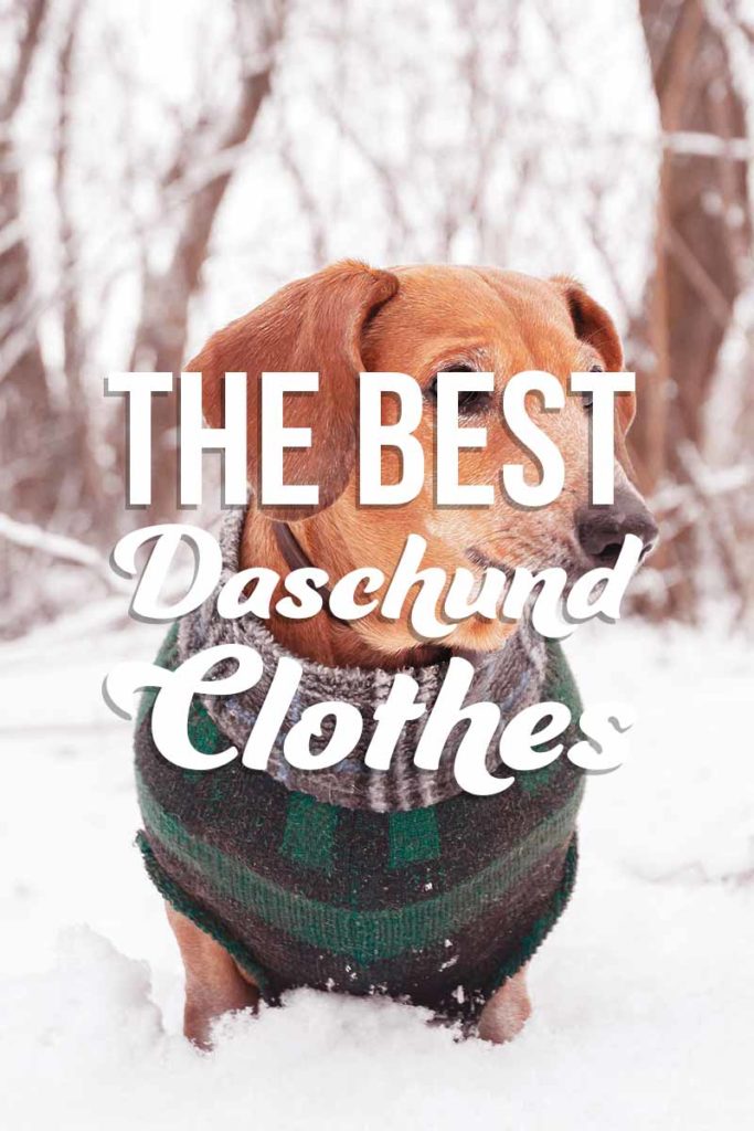 Dachshund Clothes Dressing Your Doxie For Every Weather