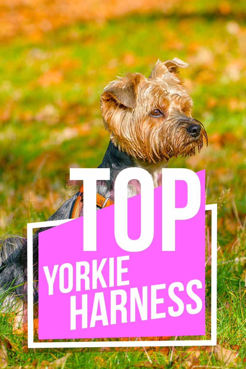 Top Yorkie Harnas - Productbeoordelingen van The Happy Puppy Site.