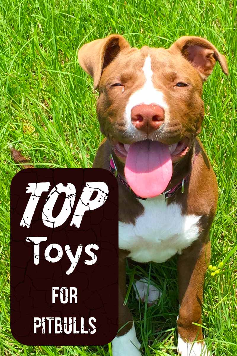 Top toys for Pitbulls - Product reviews from The Happy Puppy Site.