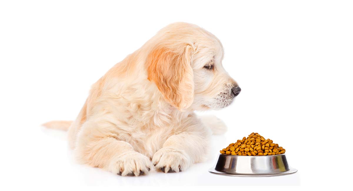 golden retriever eating food