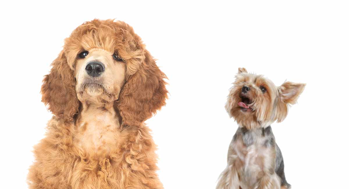 yorkie poodle puppies