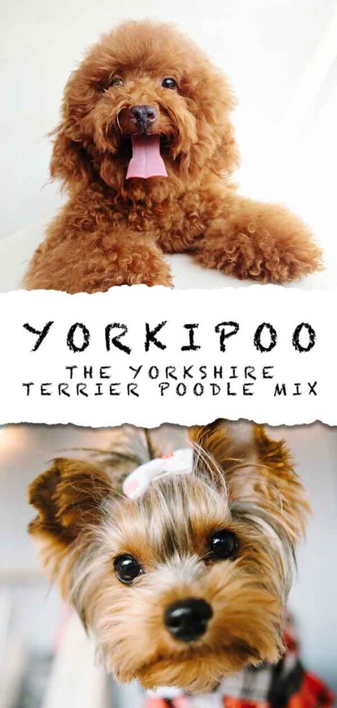 Yorkipoo Dog The Complete Yorkie Poodle Mix Breed Guide   Yorkipoo The Yorkshire Terrier Poodle Mix HP Tall  488x1024 