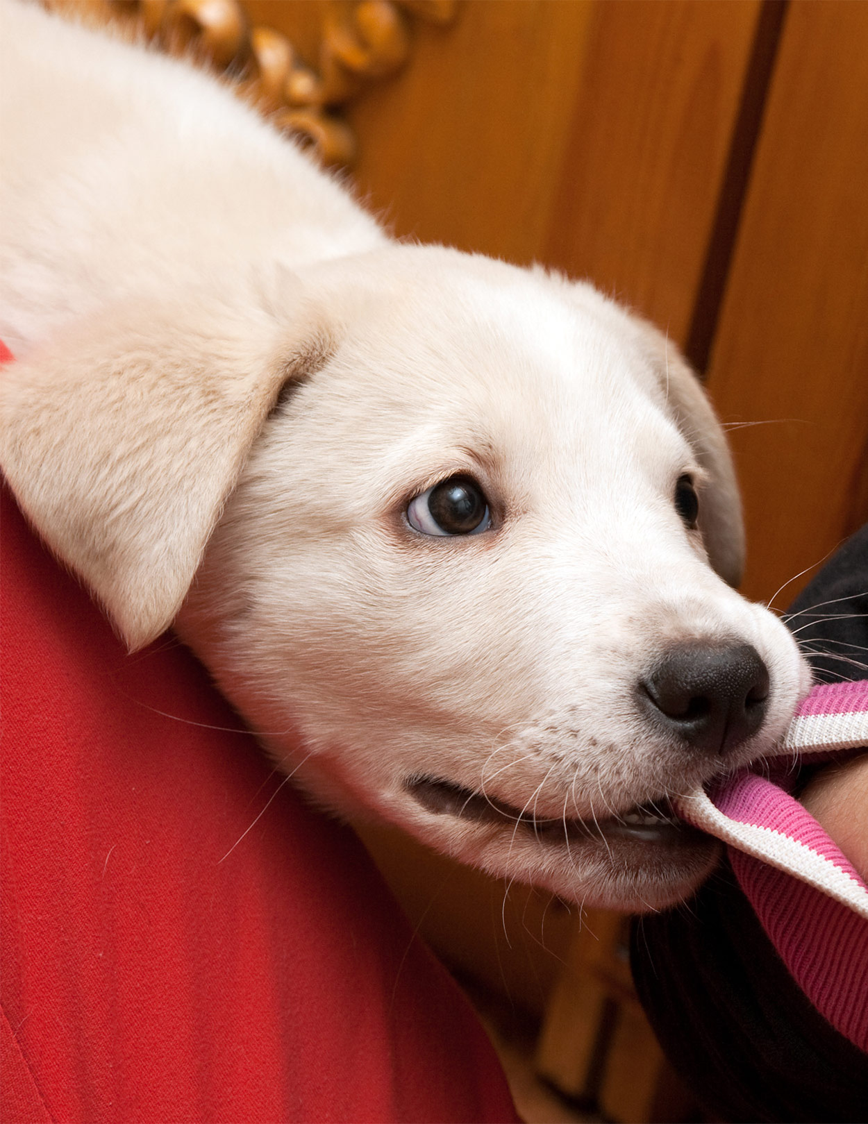 puppy snarls and bites