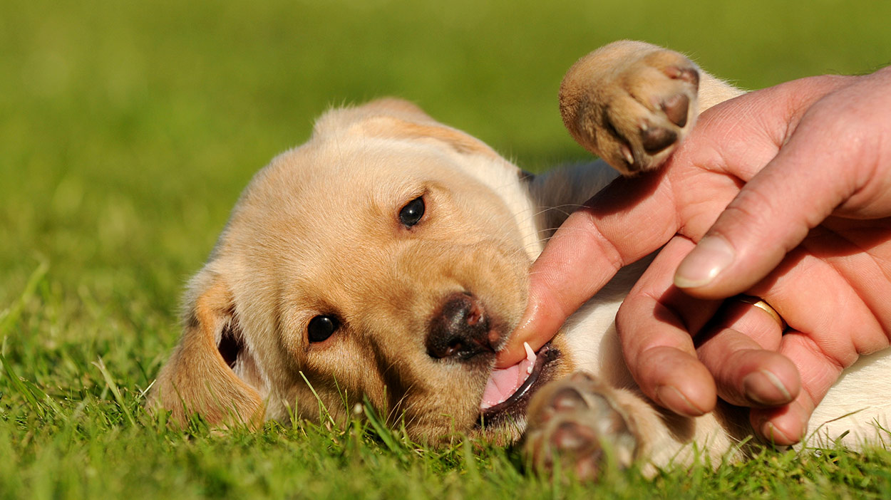 Aggressive Puppy What To Do When Your Puppy Acts Aggressively