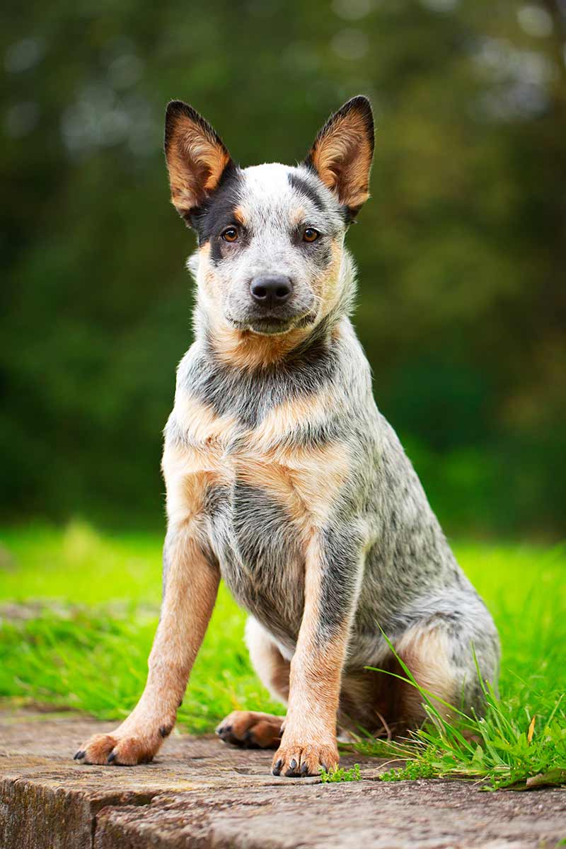 Australian Dog Breeds Our Top Ten Pups Down Under