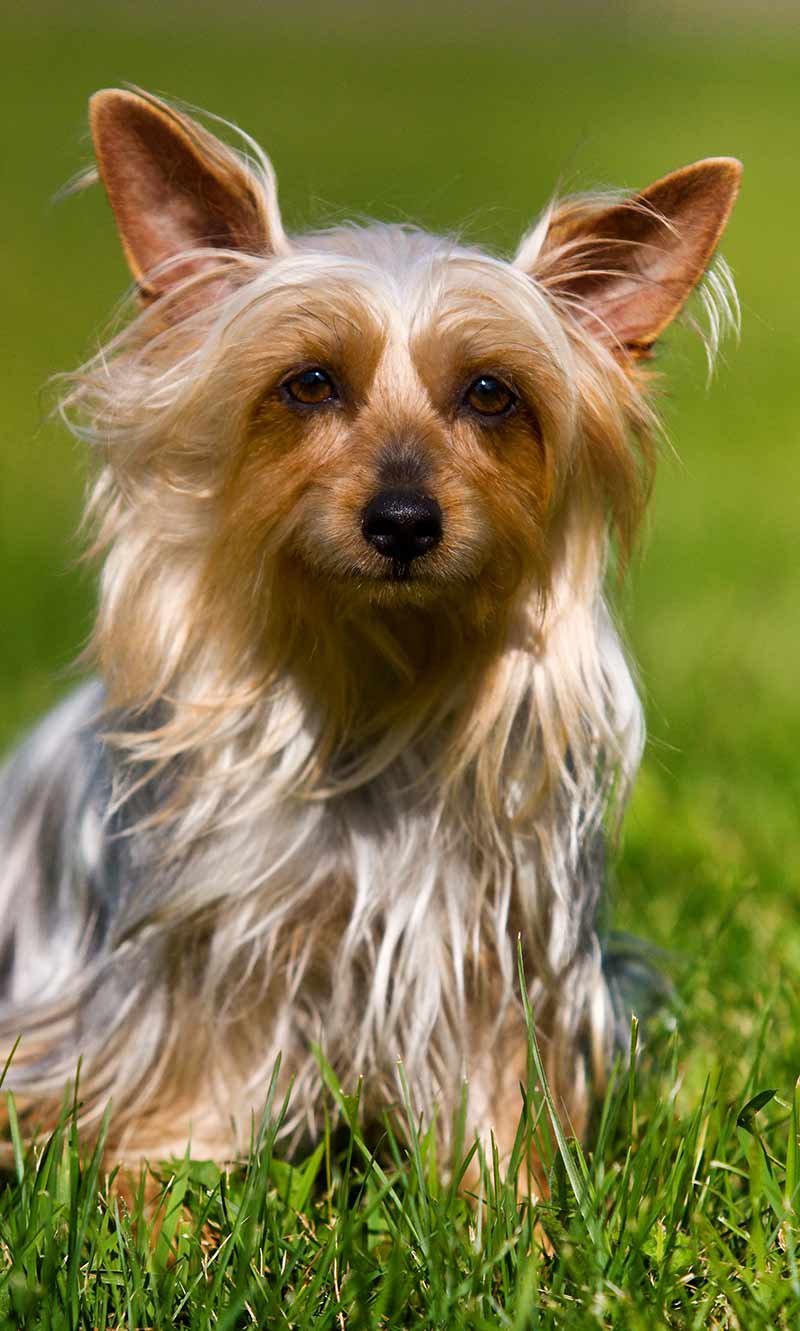 Australian Dog Breeds - Our Top Ten Pups Down Under