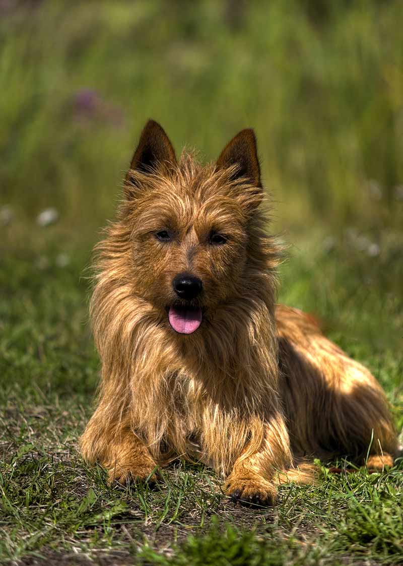 Australian Dog Breeds - Our Top Ten Pups Down Under