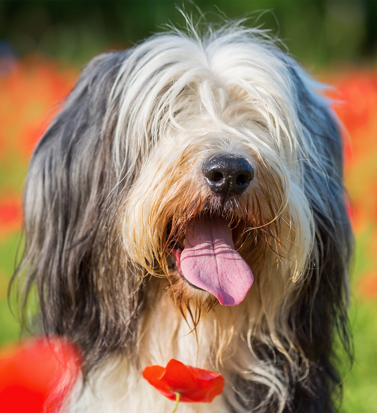 dogs with long fur