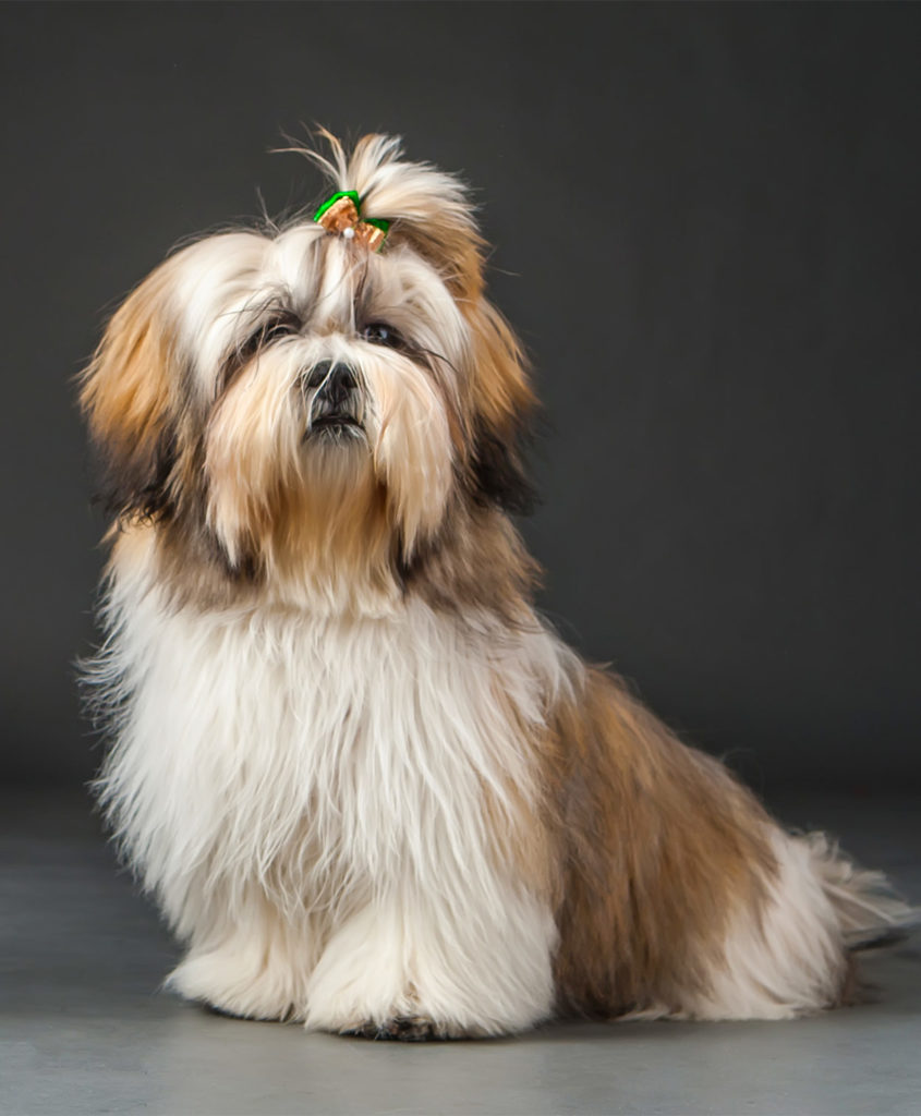 Dogs With Beards Rocking The Facial Hair, Doggy Style