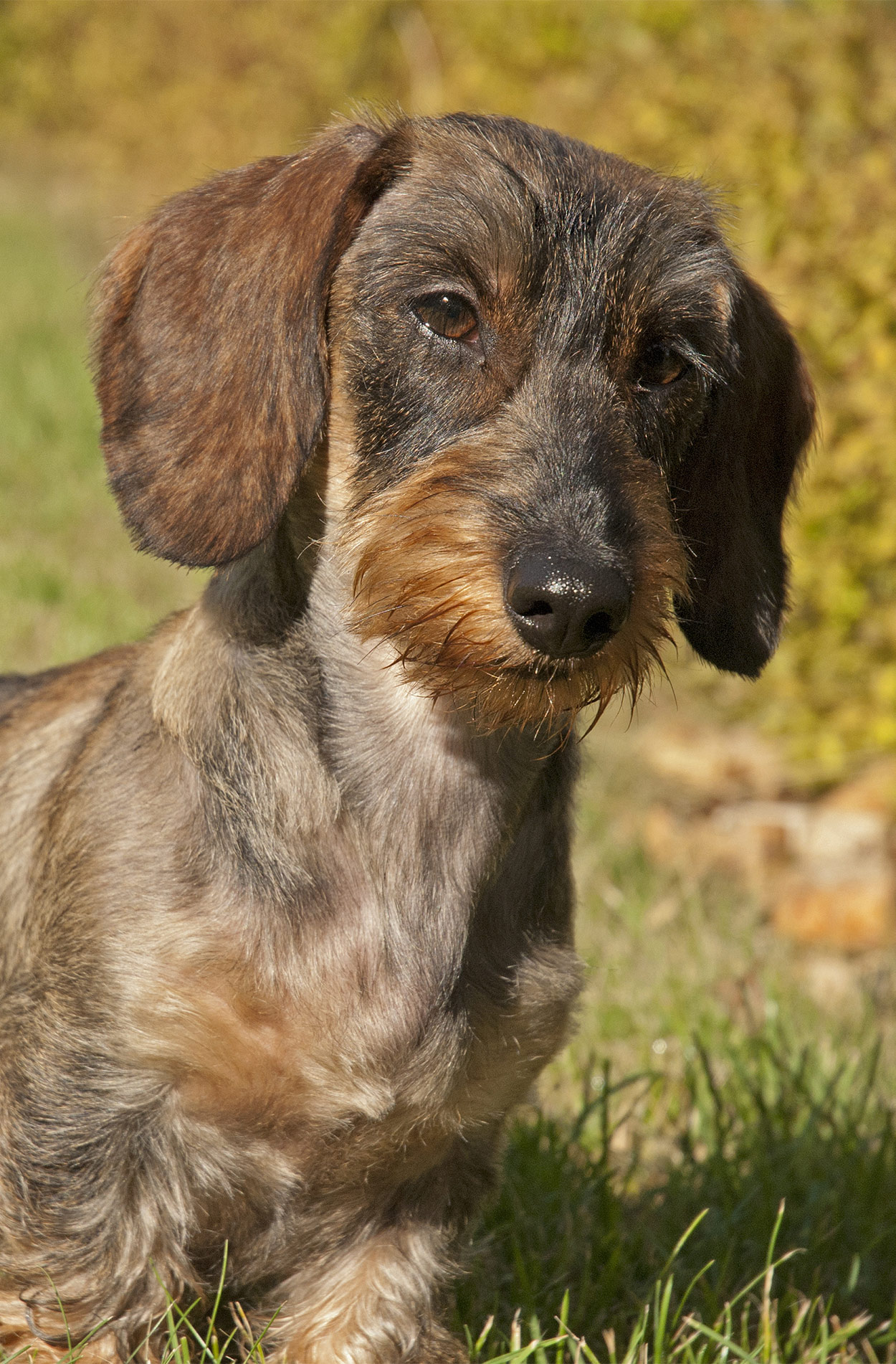 how do i get rid of my dogs brown beard