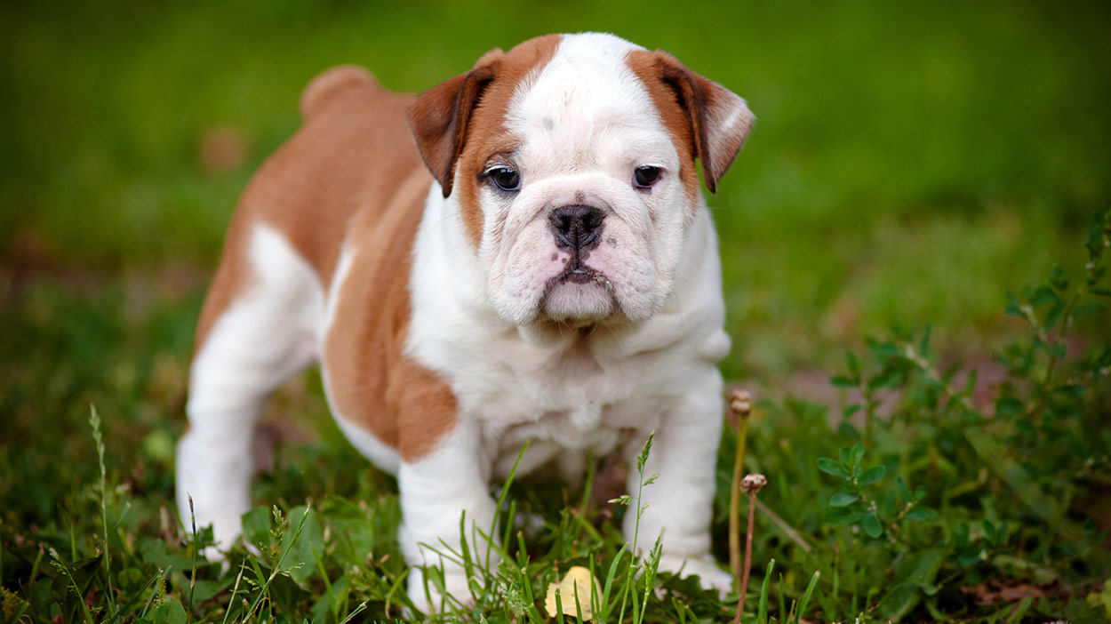 are old english bulldogs good with babies