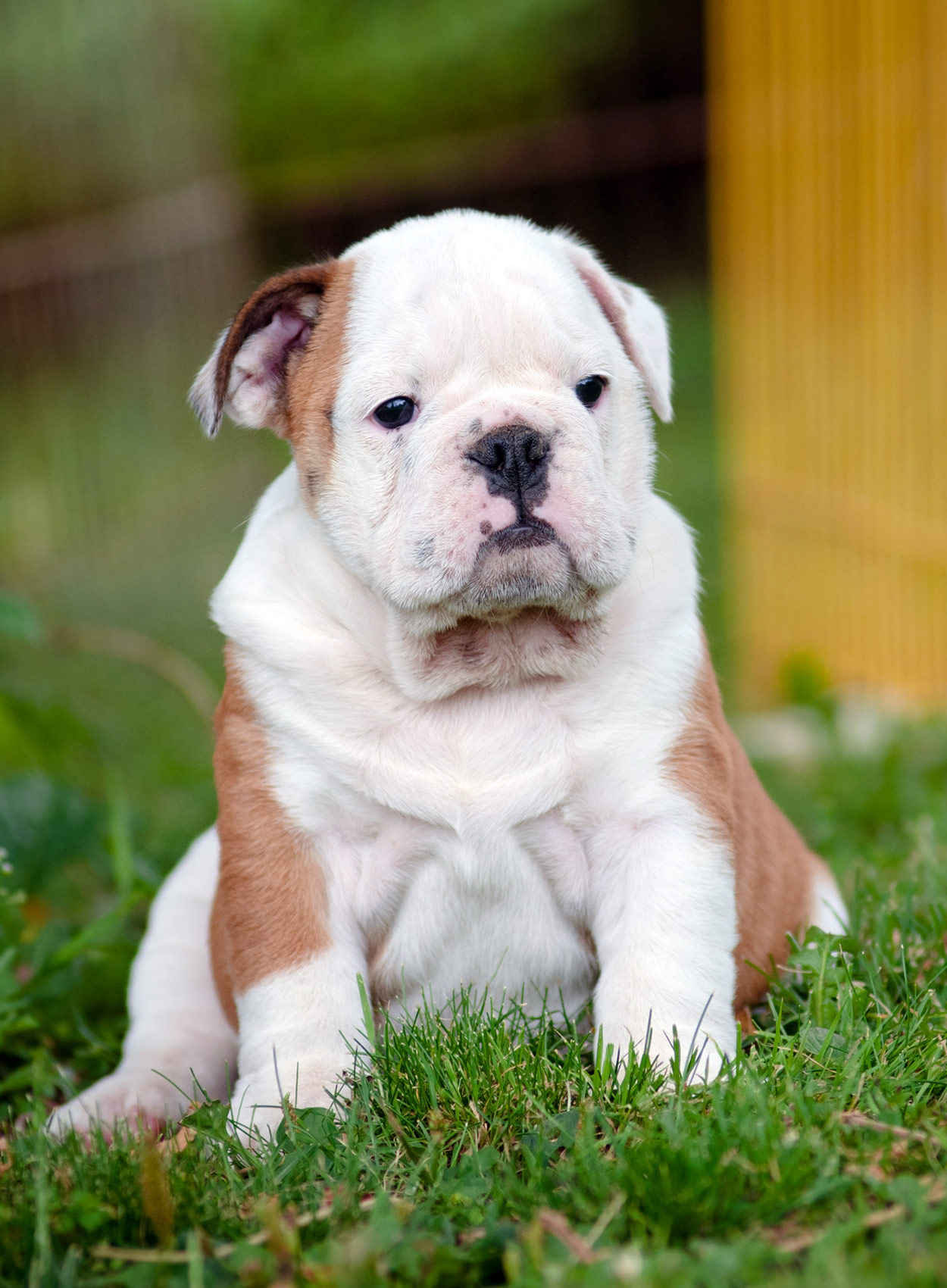 Bulldog English Puppy