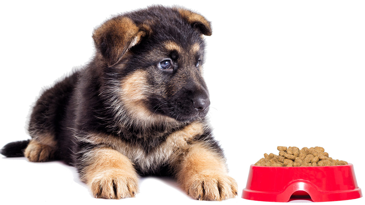 german shepherd nutrition