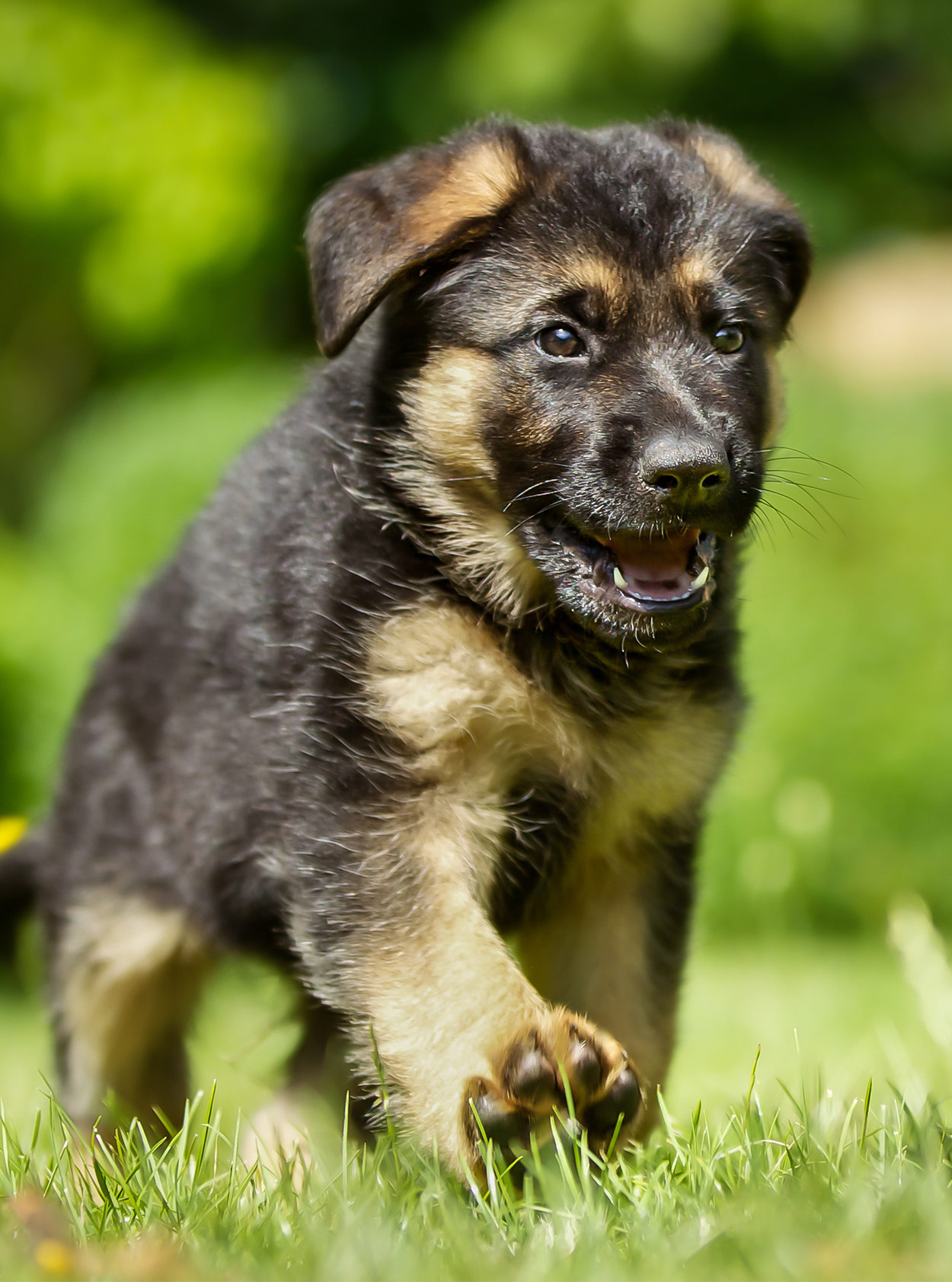 lion shepherd puppy