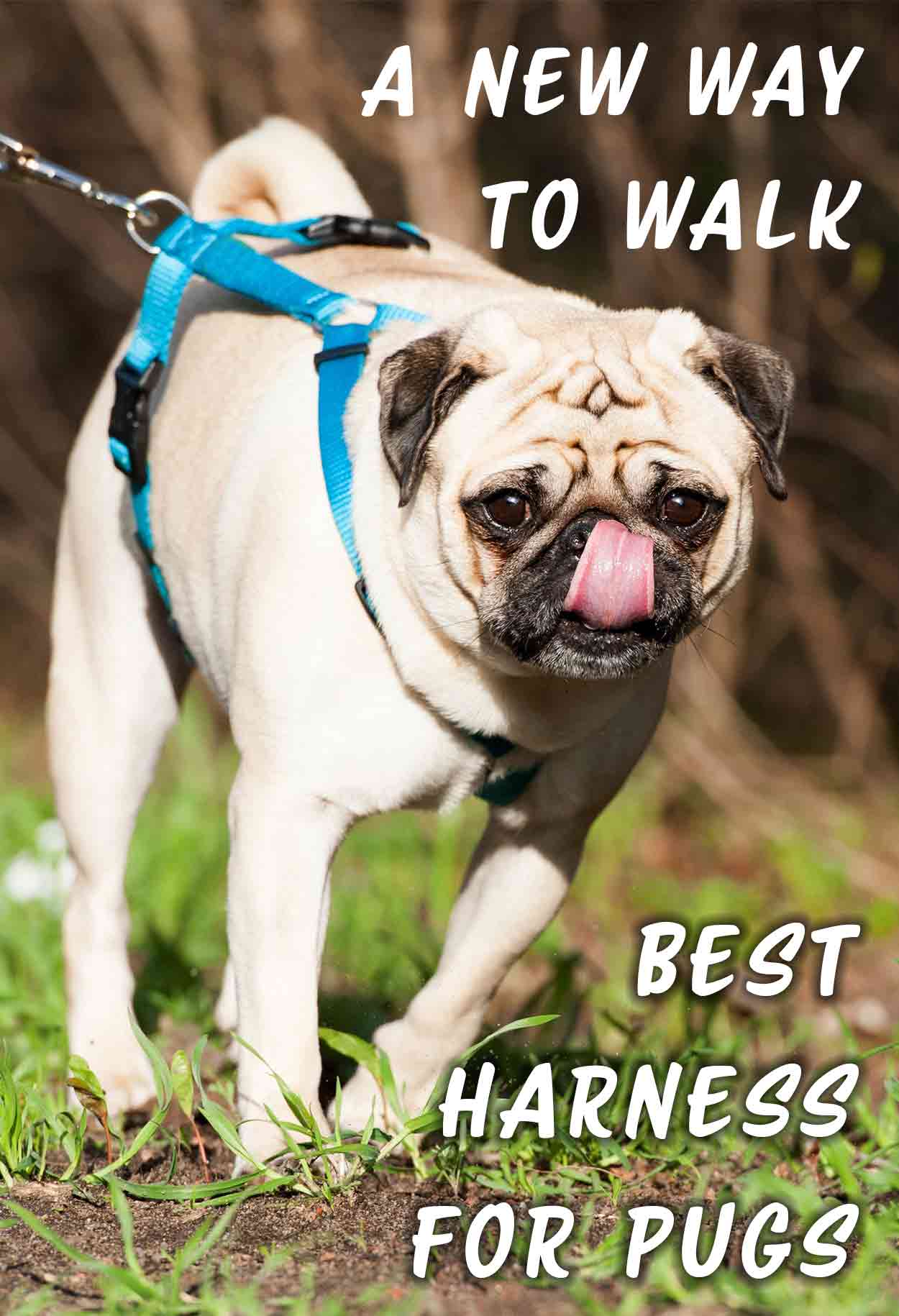 Best harness for pugs, A new way to walk - Hondentuig reviews.