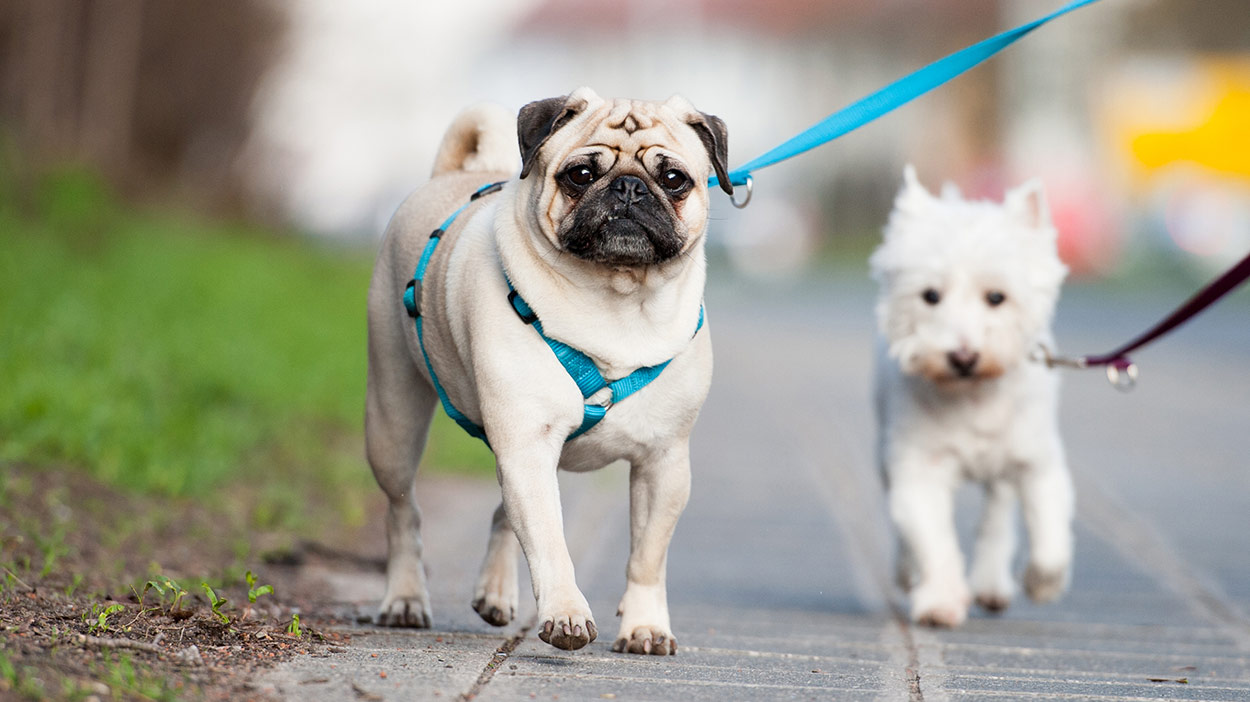 dog harness made of chain