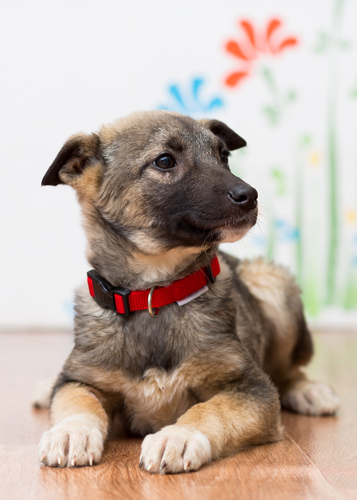 boy puppy collars