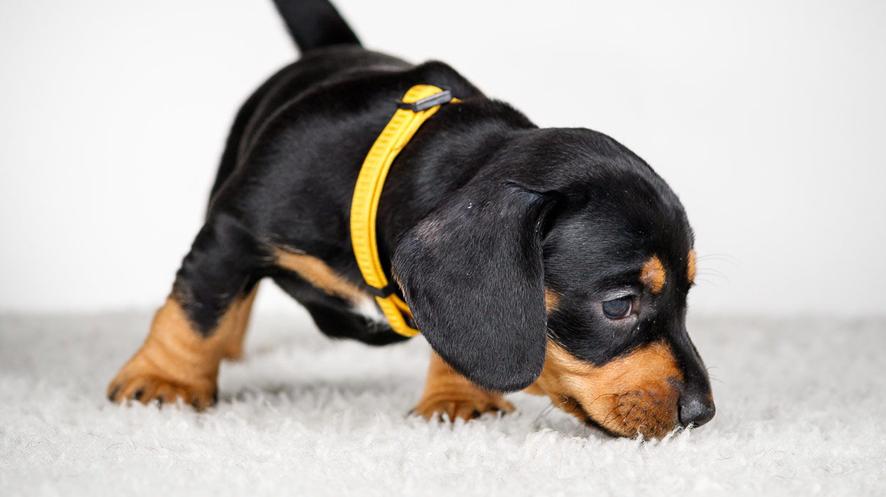 cheap puppy harness