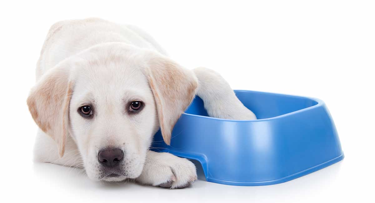 Labrador Puppy Diet Chart