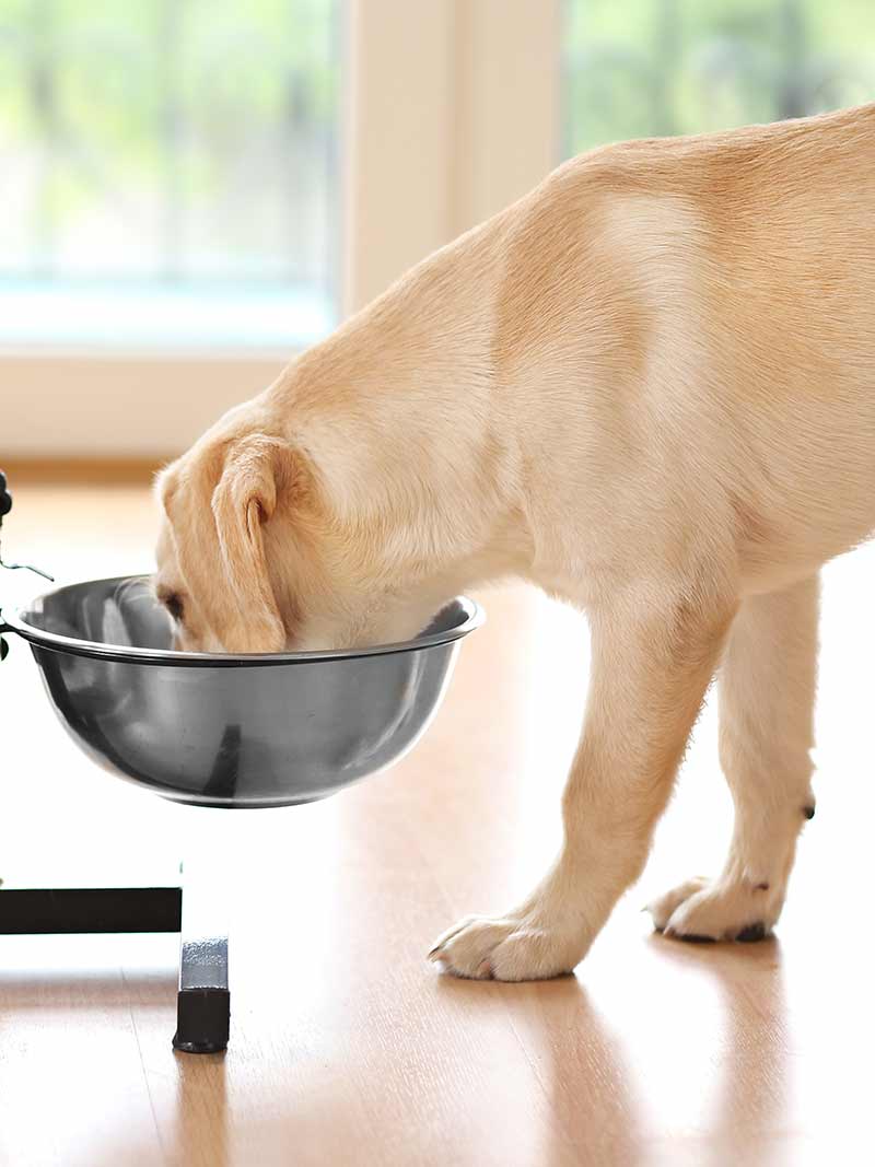 Best puppy food for Labs