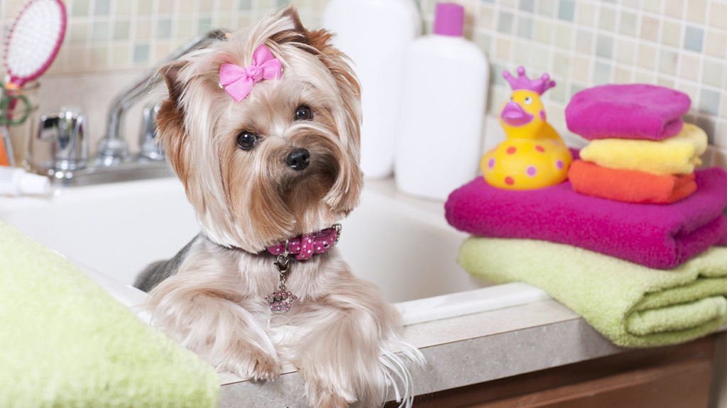 Best Shampoo for Yorkies Keeping Your Pup Clean and Fresh