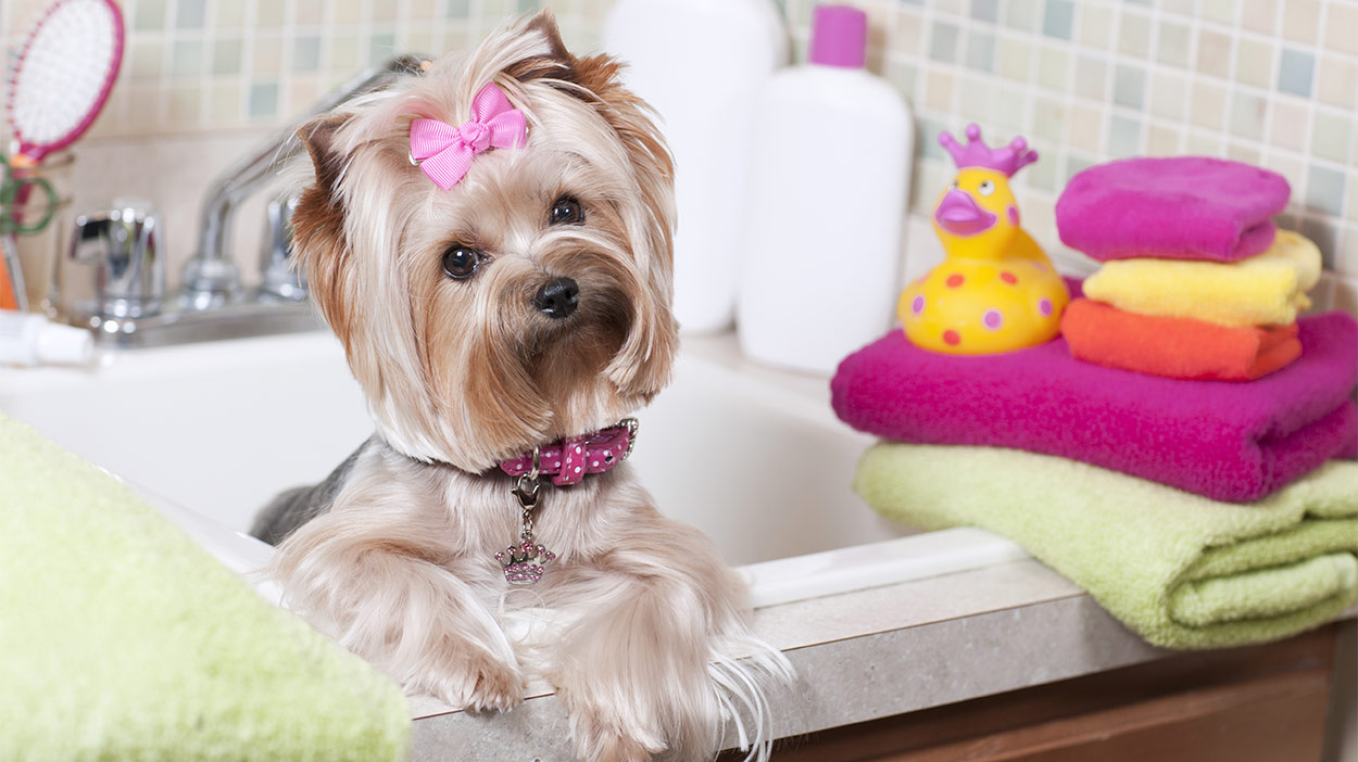 best flea treatment for yorkies