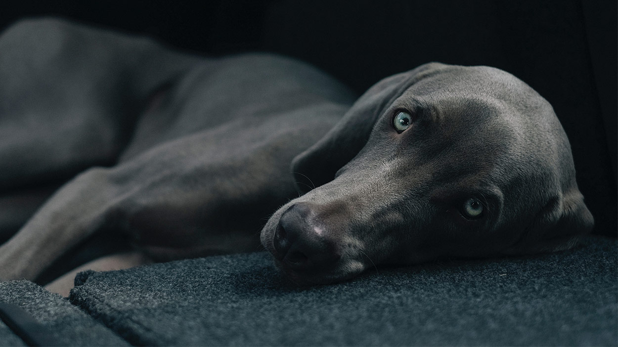 blue long haired weimaraner