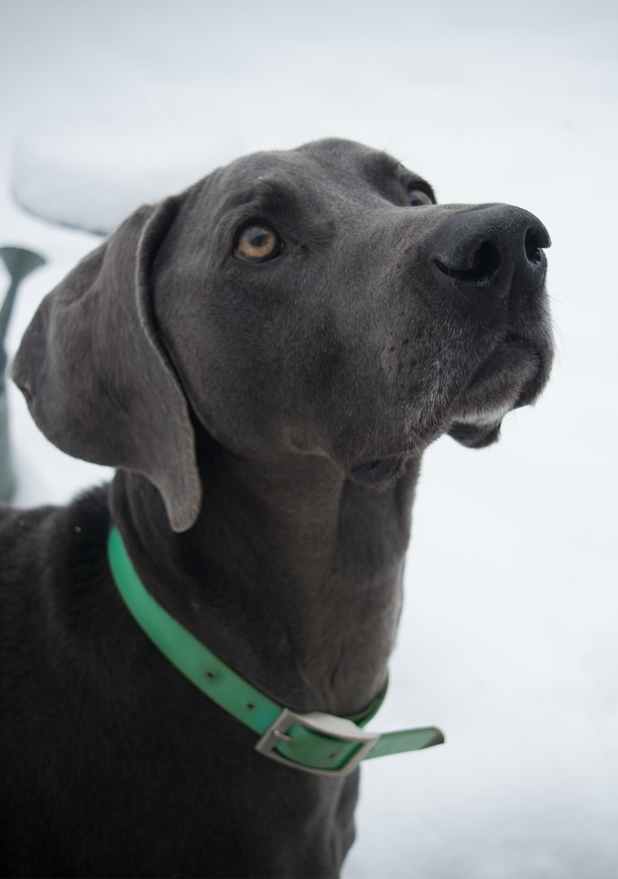 blue long haired weimaraner