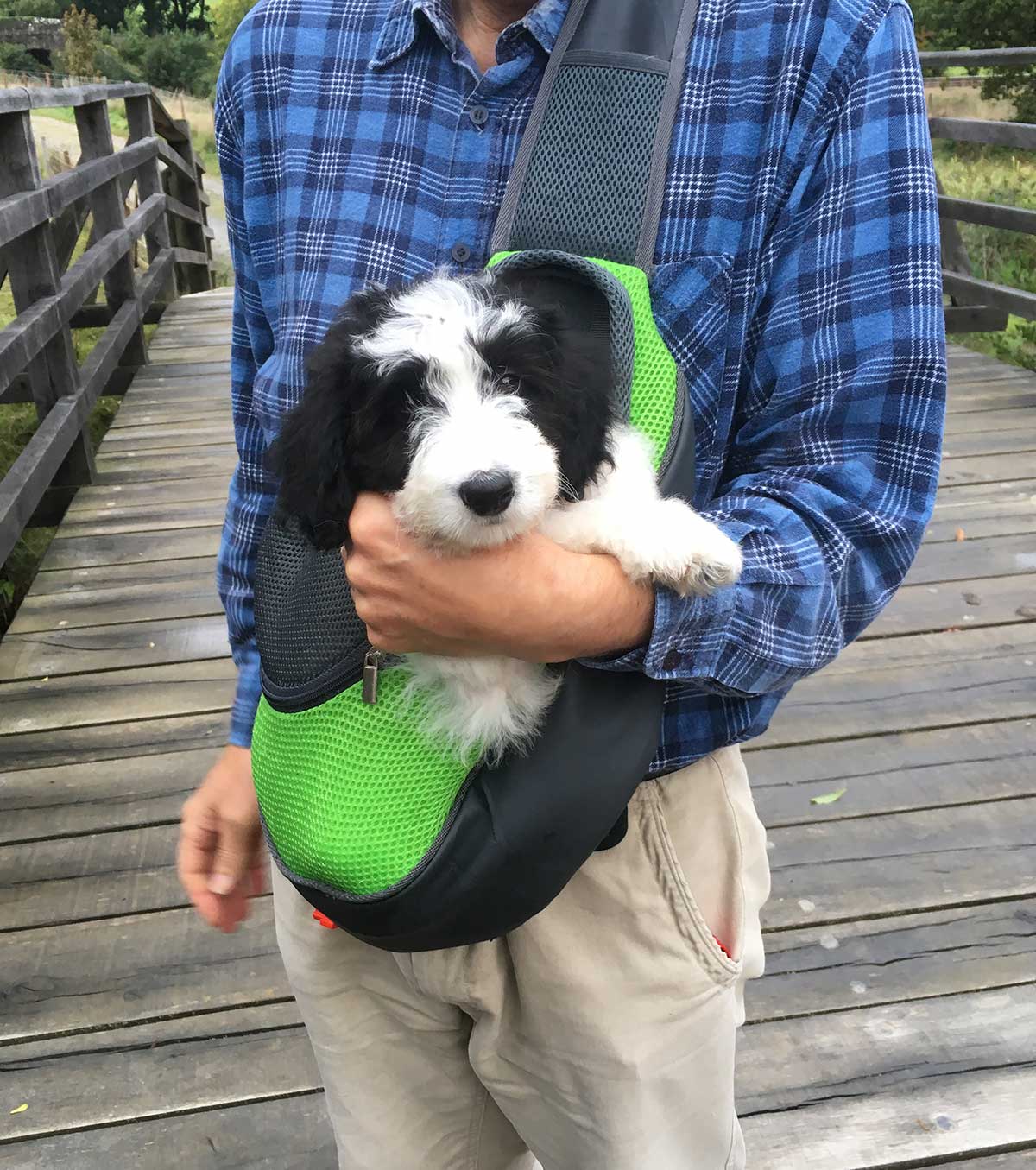 are there any border collie mixed with a poodles