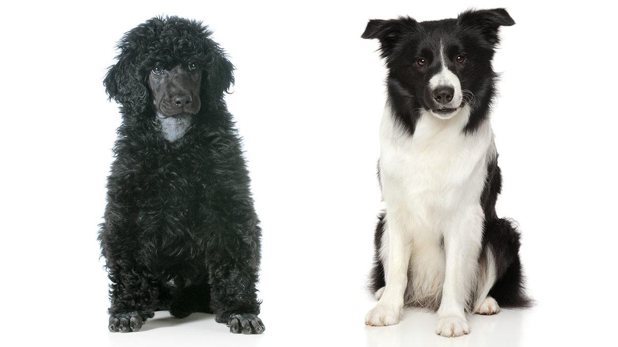 are there any border collie mixed with a poodles