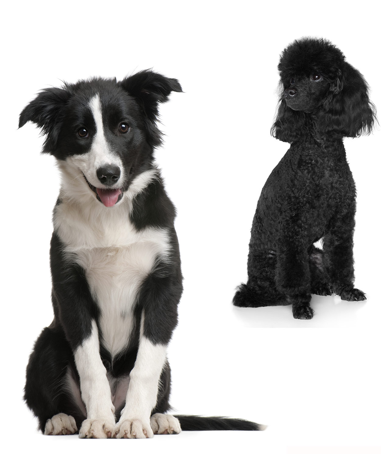 are there any border collie mixed with a poodles