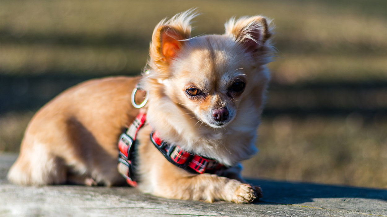 chihuahua harness