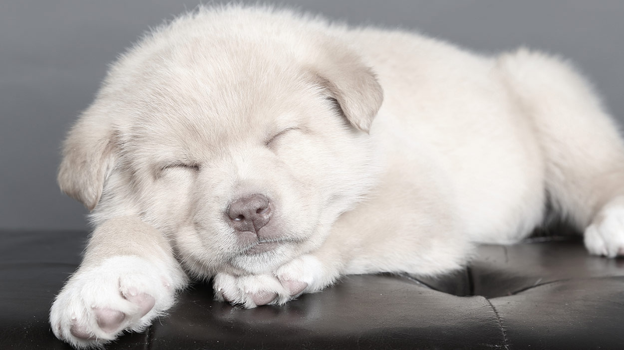 chow chow husky puppy