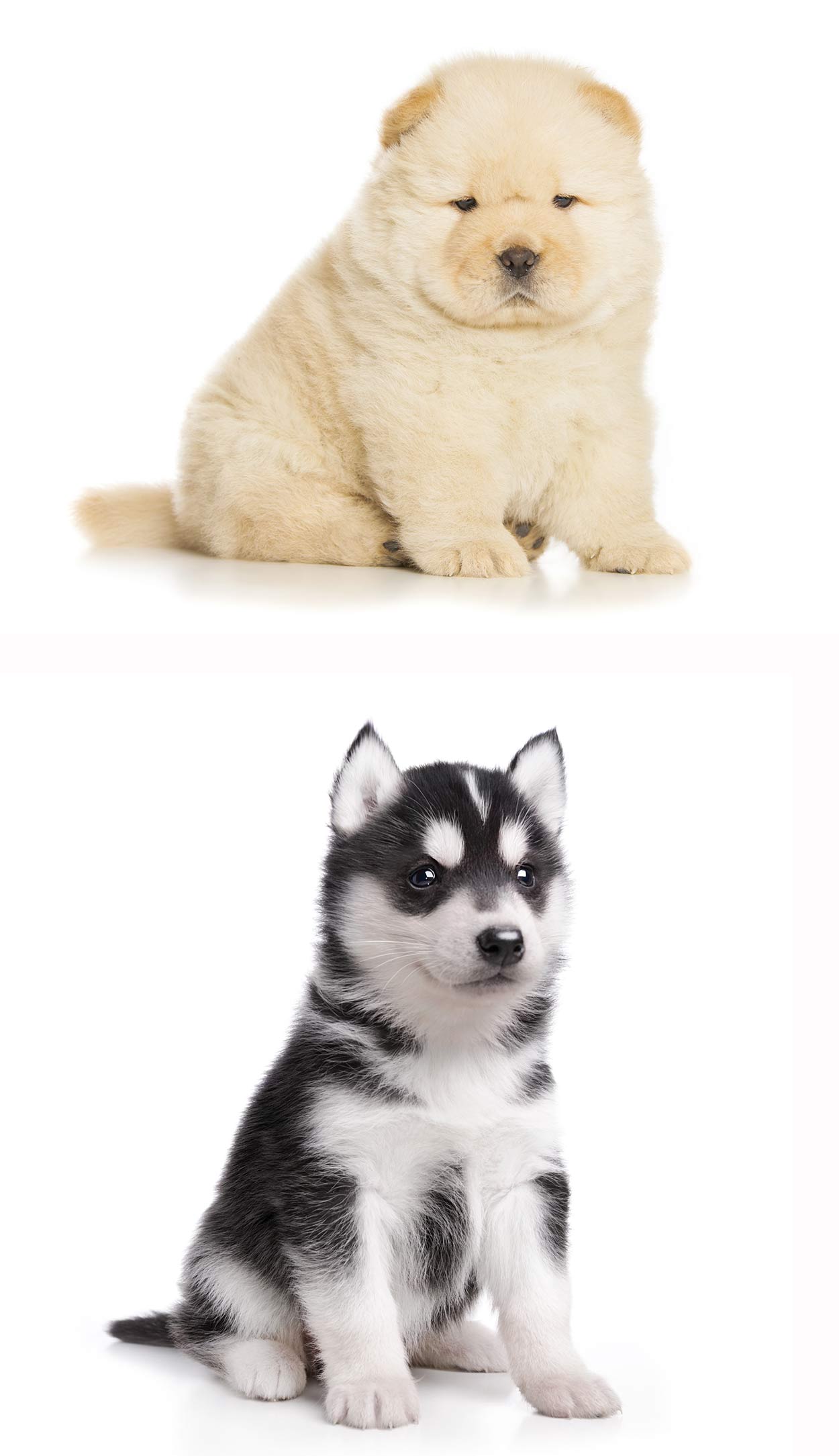 chow chow husky puppy