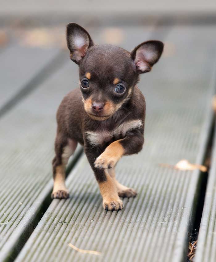 Newborn Teacup Chihuahuas