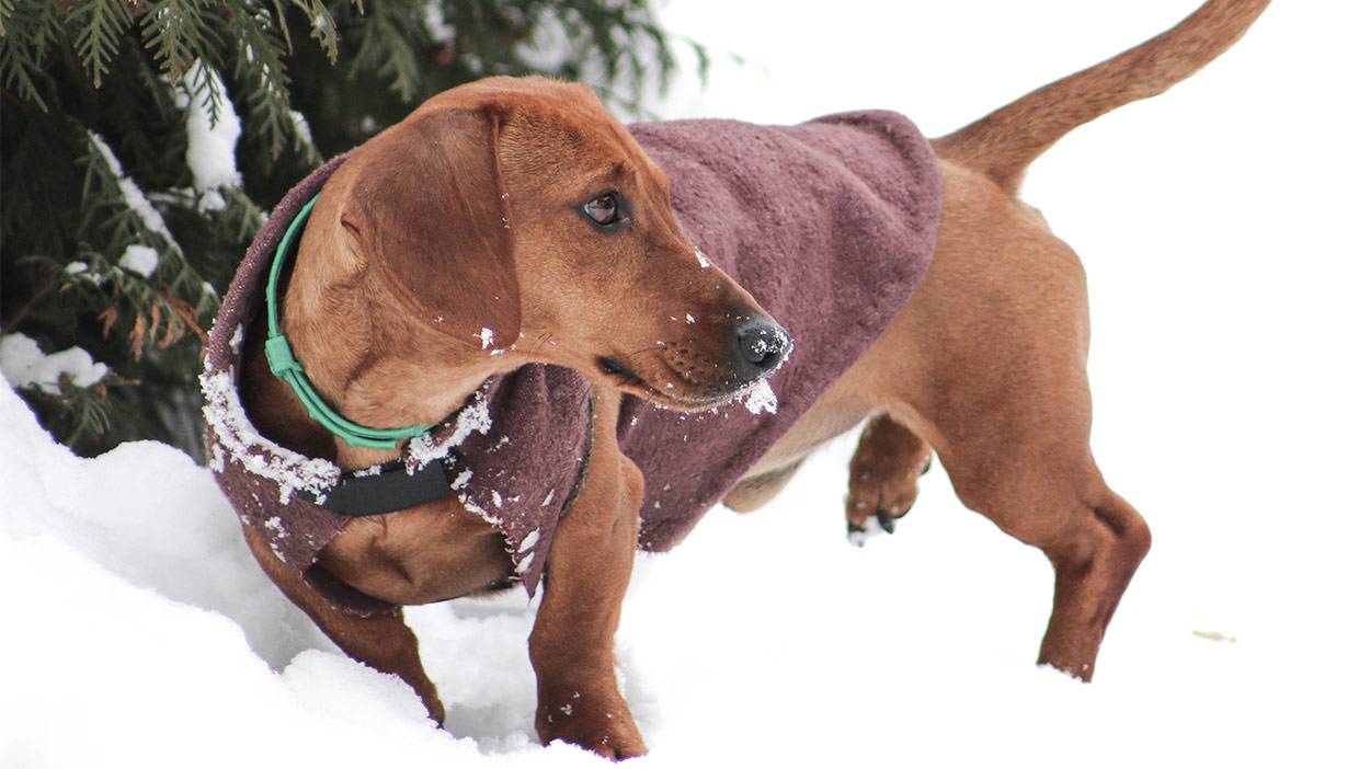 dachshund apparel