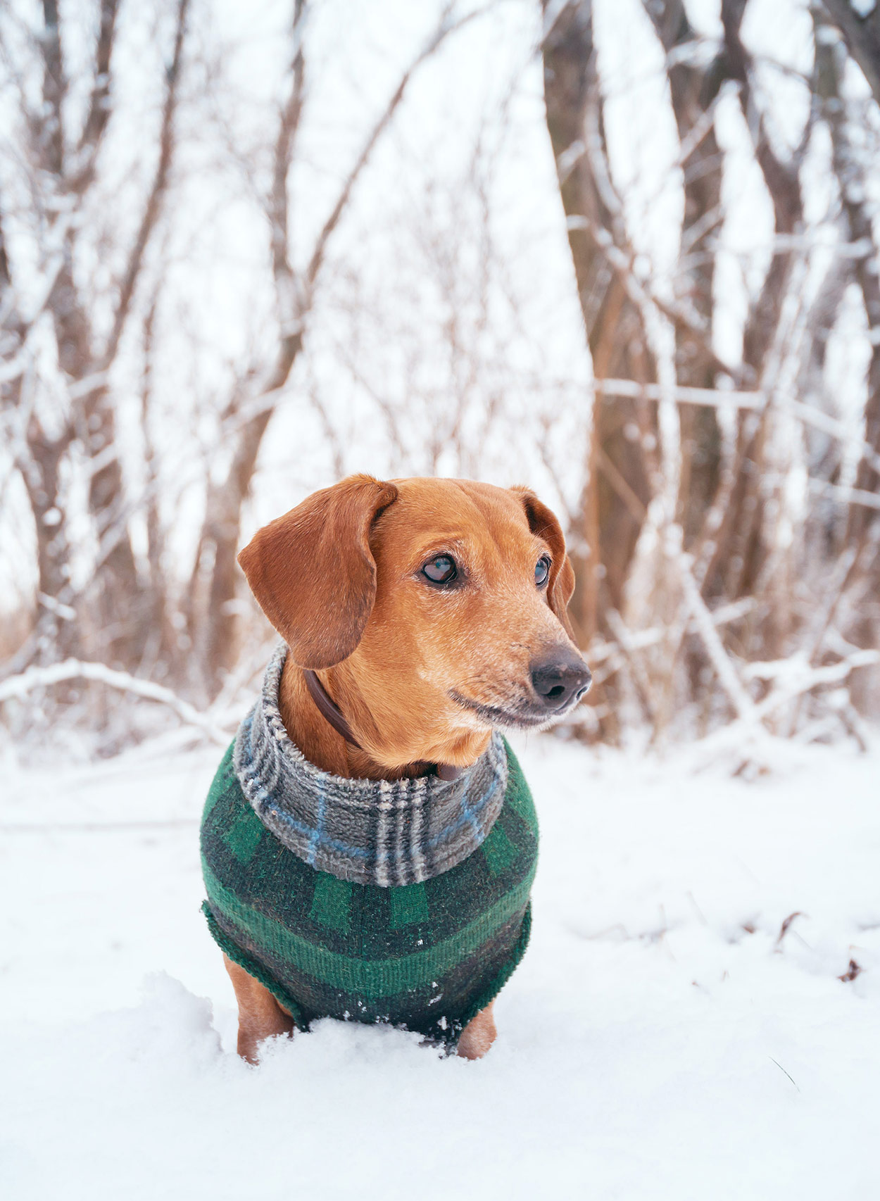 dachshund apparel