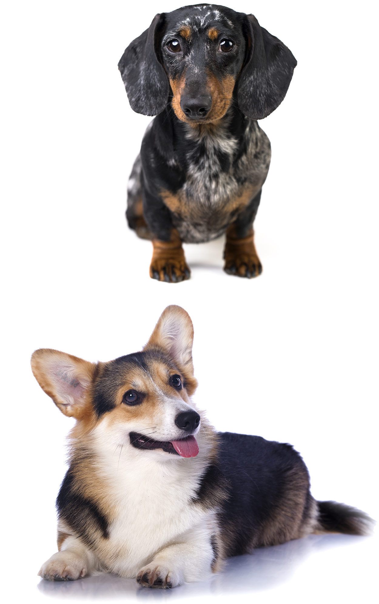 daschund corgi