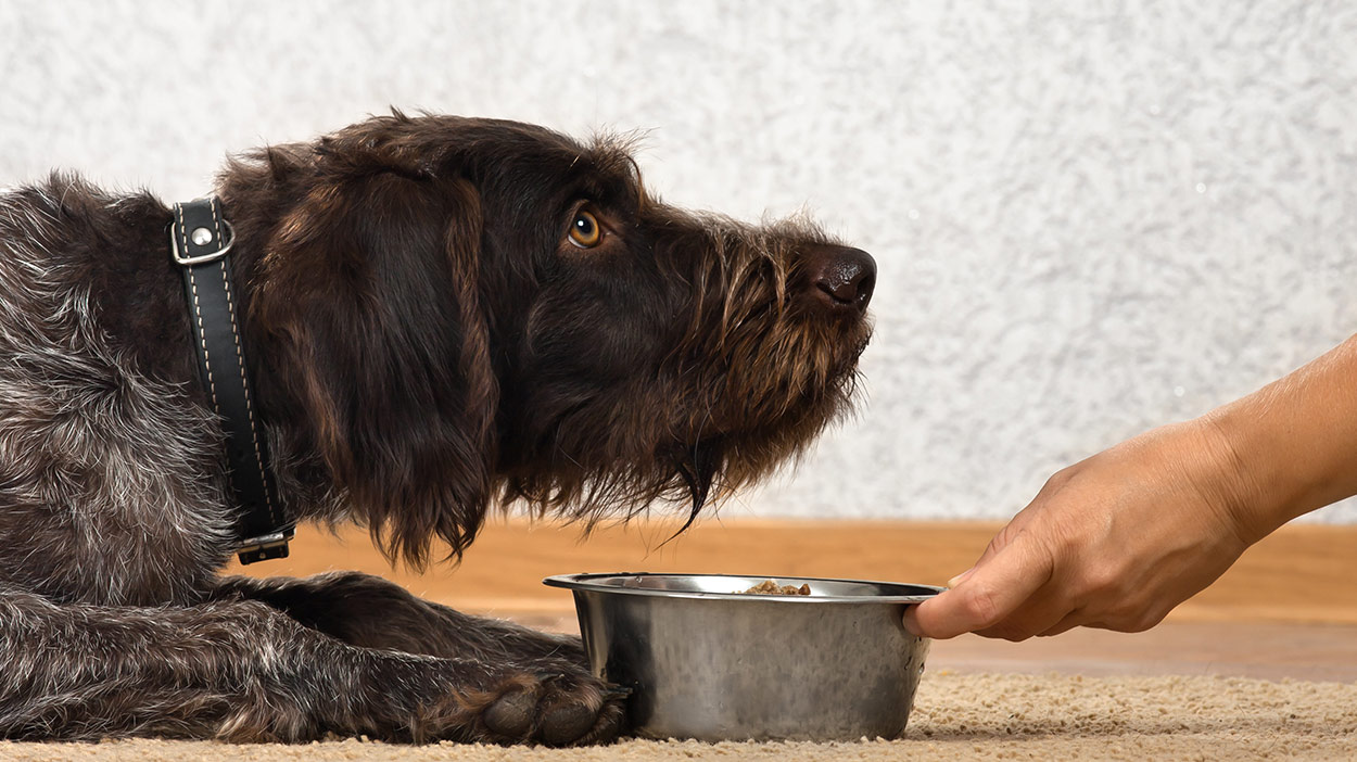 diabetic dog not eating