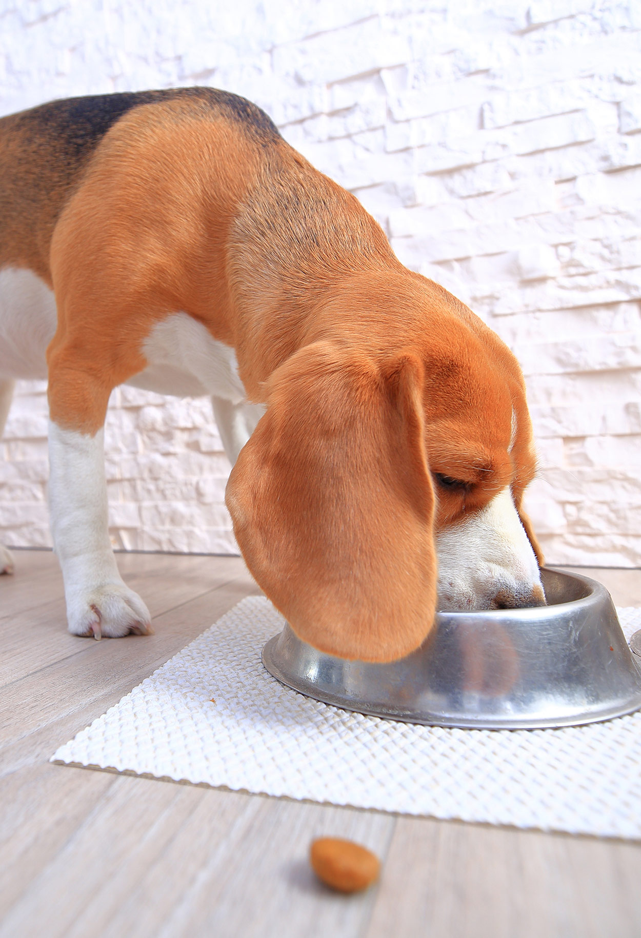 Diabetic Dog Food - What's the Best Choice for Your Pet?