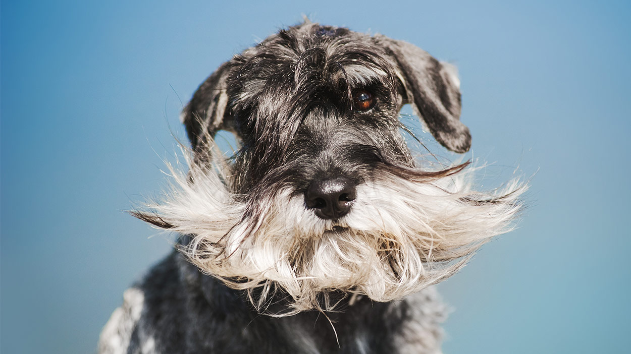 long haired schnauzer