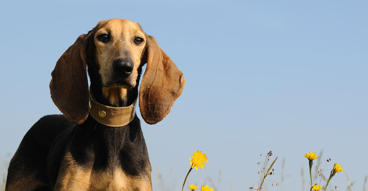 why do dogs have long ears