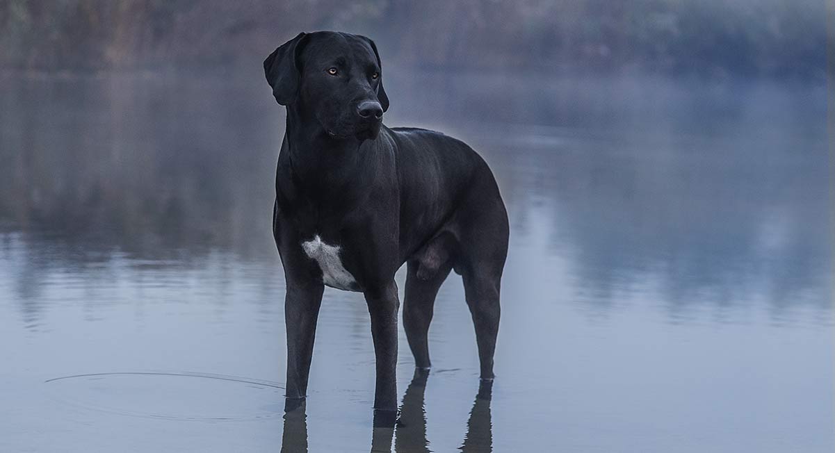 23+ Black Golden Retriever Great Dane Mix