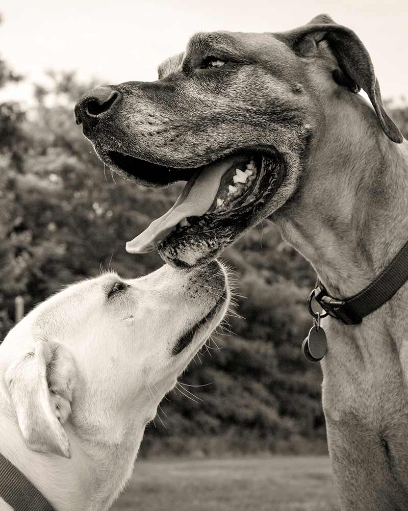 Great Dane Lab Mix Growth Chart