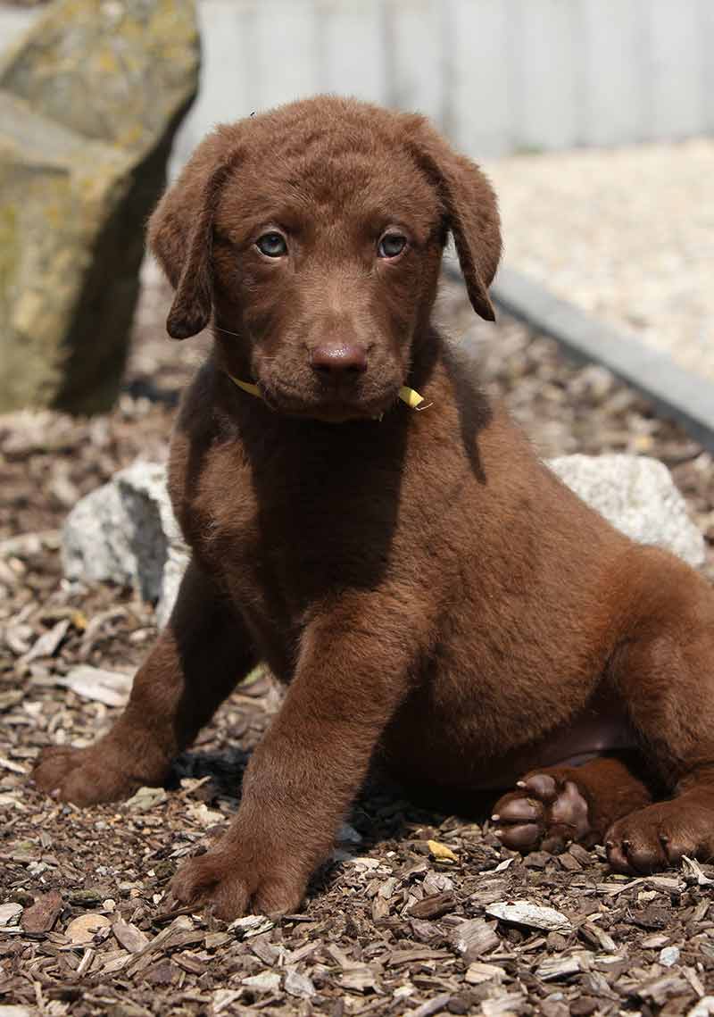 Dogs With Green Eyes Which Dog Breeds Have Green Eyes