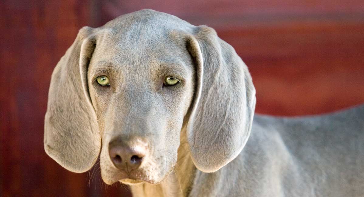 dogs with small eyes