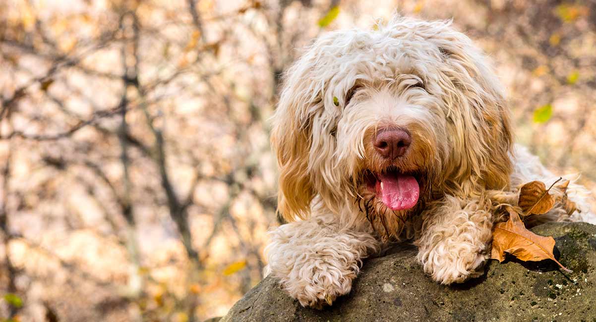 italian long haired dog