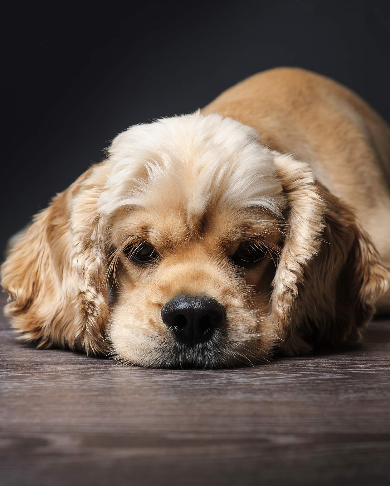 fluffy dog with long ears