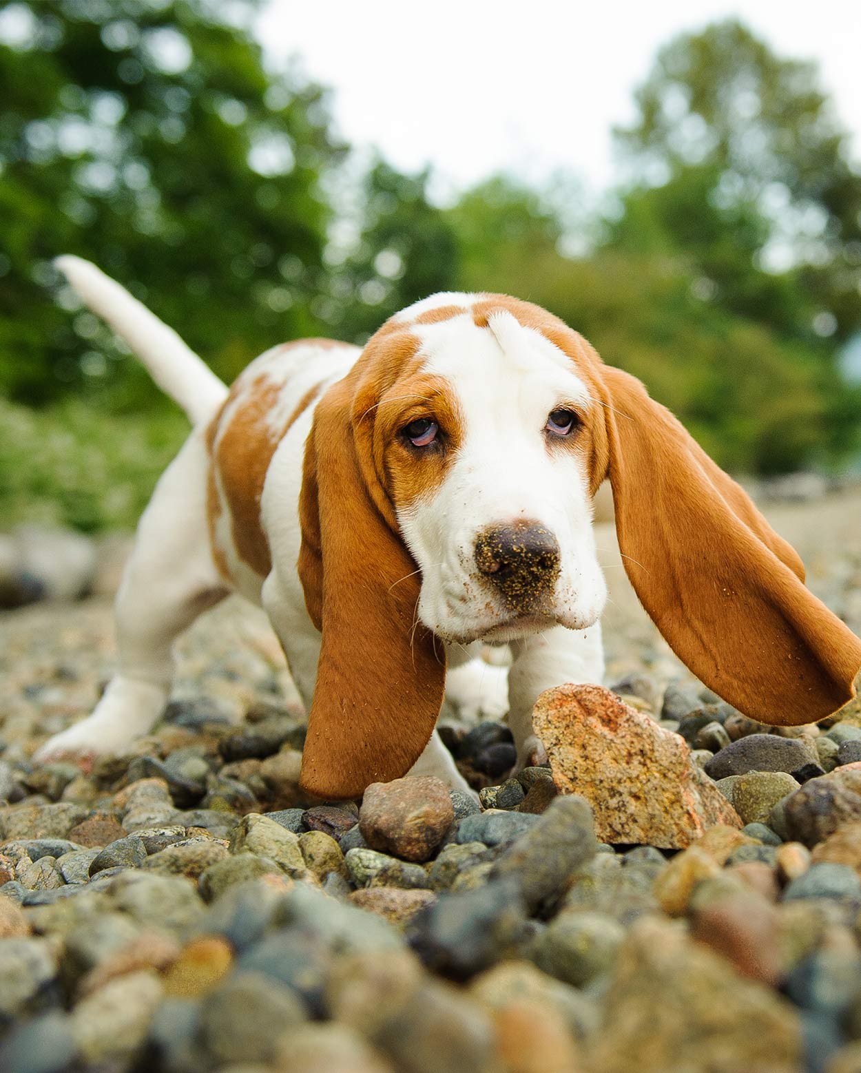 Why Do Beagles Have Long Ears 